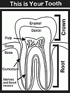 Diagram of the inside of a tooth.